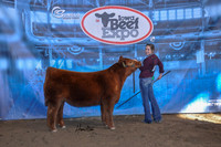 Shorthorn Plus