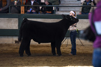 Chianina