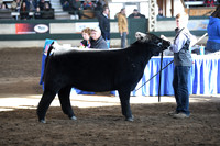 Market Heifers
