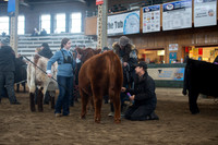 Heifer Supreme Selection