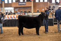 Angus Heifer
