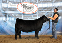 Angus Show/Sale-photos