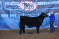 Maine-Angus