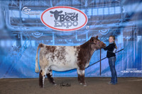 Shorthorn