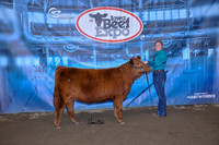 Red Angus
