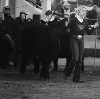Breeding Heifers Sunday