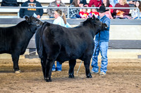 Angus