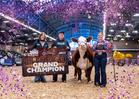 Heifers-photos