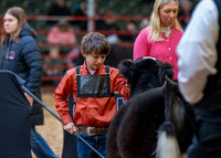 Shorthorn Plus