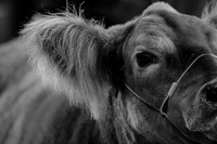 Around the Barn