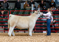 Charolais