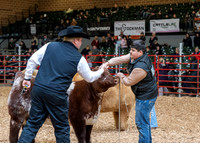 Market Heifers