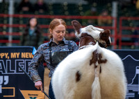 Shorthorn
