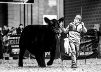 Maine-Angus