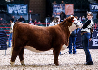 Horned Hereford