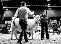 Charolais