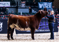 Shorthorn