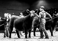 Red Angus