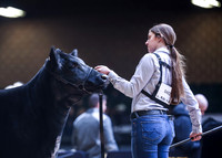 Shorthorn Plus