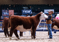 Polled Hereford