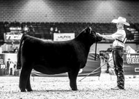 Angus