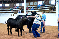 Cow Calf Pairs