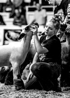 Market Lambs