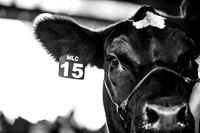Breeding Heifers