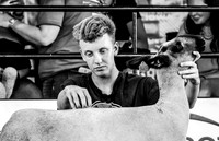 Breeding Lambs