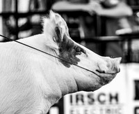 Breeding Swine