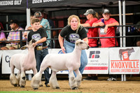 Market Lambs