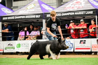 Market Swine