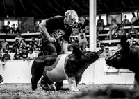 Breeding Gilts-photos