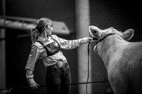 Charolais
