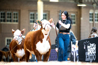 Polled Hereford