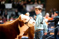 Horned Hereford