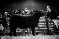 High % Maine Anjou
