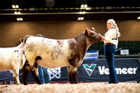 Shorthorn