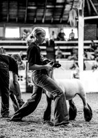 Breeding Ewes-photos