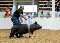 Market Hogs-photos