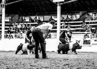 Market Hogs