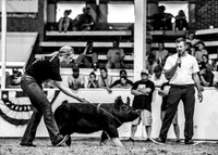 Breeding Gilts