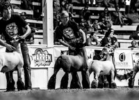 Market Lambs-photos